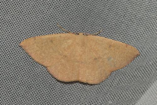 Cyclophora puppillaria